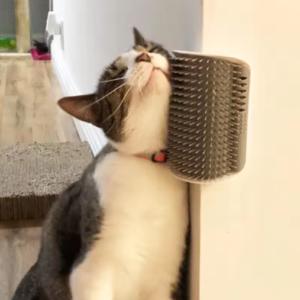 Grattoir pour chat